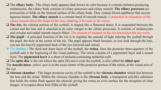  The ciliary body- The ciliary body appears dark brown in color because it contains melanin-producing
melanocytes. the ciliary body consists of ciliary processes and ciliary muscle. The ciliary processes are
protrusions or folds on the internal surface of the ciliary body. They contain blood capillaries that secrete
aqueous humor. The ciliary muscle is a circular band of smooth muscle. Contraction or relaxation of the
ciliary muscle alters the shape of the lens, adapting it for near or far vision.
 The iris, the colored portion of the eyeball, is shaped like a flattened donut. It is suspended between the
cornea and the lens and is attached at its outer margin to the ciliary processes. It consists of melanocytes
and circular and radial smooth muscle fibers. The amount of melanin in the iris determines the eye color.
 The pupil - A principal function of the iris is to regulate the amount of light entering the eyeball through
the pupil, the hole in the center of the iris. The pupil appears black because, as you look through the lens,
you see the heavily pigmented back of the eye (choroid and retina).
 The Retina - The third and inner layer of the eyeball, the retina, lines the posterior three-quarters of the
eyeball and is the beginning of the visual pathway. The retina consists of a pigmented layer and a neural
layer. The pigmented layer is a sheet of melanin-containing epithelial cells
 The optic disc is the site where the optic (II) nerve exits the eyeball, is also called the blind spot.
The macula lutea- yellow spot is in the exact center of the posterior portion of the retina, at the visual axis of
the eye
 vitreous chamber - The larger posterior cavity of the eyeball is the vitreous chamber which lies between
the lens and the retina. Within the vitreous chamber is the vitreous body, a transparent jellylike substance
that holds the retina flush against the choroid, giving the retina an even surface for the reception of clear
images. It occupies about four-fifths of the eyeball.
 
