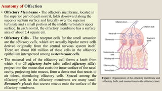 Anatomy of Olfaction
• Olfactory Membrane - The olfactory membrane, located in
the superior part of each nostril, folds downward along the
superior septum surface and laterally over the superior
turbinate and a small portion of the middle turbinate's upper
surface. In each nostril, the olfactory membrane has a surface
area of about 2.4 square cm.
• Olfactory Cells - The receptor cells for the smell sensation
are the olfactory cells, which are actually bipolar nerve cells
derived originally from the central nervous system itself.
There are about 100 million of these cells in the olfactory
epithelium interspersed among sustentacular cells.
• The mucosal end of the olfactory cell forms a knob from
which 4 to 25 olfactory hairs (also called olfactory cilia),
project into the mucus that coats the inner surface of the nasal
cavity, projecting into mucus, form a dense mat that reacts to
air odors, stimulating olfactory cells. Spaced among the
olfactory cells in the olfactory membrane are many small
Bowman’s glands that secrete mucus onto the surface of the
olfactory membrane.
Figure : Organization of the olfactory membrane and
olfactory bulb, and connections to the olfactory tract.
 