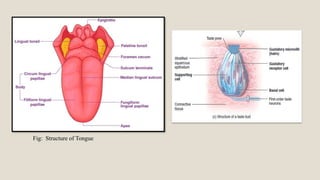 Fig: Structure of Tongue
 
