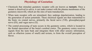 Physiology of Gustation
• Chemicals that stimulate gustatory receptor cells are known as tastants. Once a
tastant is dissolved in saliva, it can make contact with the plasma membranes of the
gustatory microvilli, which are the sites of taste transduction.
• When taste receptor cells are stimulated, they undergo depolarization, leading to
the generation of action potentials. These electrical signals are then transmitted to
the brain via cranial nerves, primarily the facial nerve (VII), glossopharyngeal
nerve (IX), and vagus nerve (X).
• The central processing of taste occurs in the gustatory cortex, which is located in
the frontal operculum of the brain's cerebral cortex. The gustatory cortex receives
signals from the taste buds and integrates them with other sensory information,
such as olfaction (sense of smell) and texture, to form the overall perception of
flavor.
 