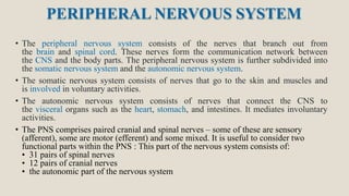 PERIPHERAL NERVOUS SYSTEM
• The peripheral nervous system consists of the nerves that branch out from
the brain and spinal cord. These nerves form the communication network between
the CNS and the body parts. The peripheral nervous system is further subdivided into
the somatic nervous system and the autonomic nervous system.
• The somatic nervous system consists of nerves that go to the skin and muscles and
is involved in voluntary activities.
• The autonomic nervous system consists of nerves that connect the CNS to
the visceral organs such as the heart, stomach, and intestines. It mediates involuntary
activities.
• The PNS comprises paired cranial and spinal nerves – some of these are sensory
(afferent), some are motor (efferent) and some mixed. It is useful to consider two
functional parts within the PNS : This part of the nervous system consists of:
• 31 pairs of spinal nerves
• 12 pairs of cranial nerves
• the autonomic part of the nervous system
 