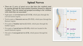 Spinal Nerves
• There are 31 pairs of spinal nerves that leave the vertebral canal
by passing through the intervertebral foramina formed by adjacent
vertebrae. They are named and grouped according to the vertebrae
with which they are associated-
• Eight pairs of cervical nerves (C1-C8), which pass through the
cervical (neck) region;
• Twelve pairs of thoracic nerves (T1-T12), which pass through the
thoracic region;
• Five pairs of lumbar nerves (L1-L5), which pass through the
lumbar region;
• Five pairs of sacral nerves (S1-S5), which are located in the
sacral (buttock) region;
• One pair of coccygeal nerves (C0), which passes through the
coccyx.
 