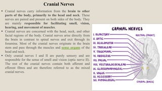 Cranial Nerves
 Cranial nerves carry information from the brain to other
parts of the body, primarily to the head and neck. These
nerves are paired and present on both sides of the body. They
are mainly responsible for facilitating smell, vision,
hearing, and movement of muscles.
 Cranial nerves are concerned with the head, neck, and other
facial regions of the body. Cranial nerves arise directly from
the brain in contrast to spinal nerves and exit through its
foramina. Most of the cranial nerves originate in the brain
stem and pass through the muscles and sense organs of the
head and neck.
 Only cranial nerves I and II are purely sensory and are
responsible for the sense of smell and vision (optic nerve II).
The rest of the cranial nerves contain both afferent and
efferent fibres and are therefore referred to as the mixed
cranial nerves.
 