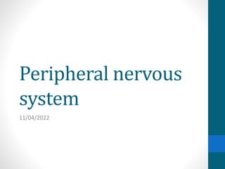 Peripheral nervous
system
11/04/2022
 