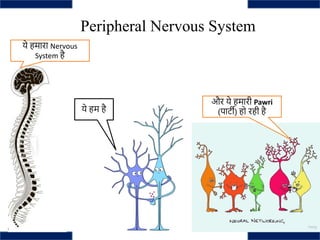 Peripheral Nervous System
ये हम है
ये हमारा Nervous
System है
और ये हमारी Pawri
(पार्टी) हो रही है
 
