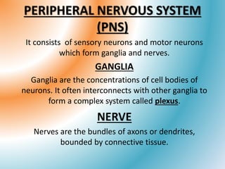 PERIPHERAL NERVOUS SYSTEM
(PNS)
It consists of sensory neurons and motor neurons
which form ganglia and nerves.
GANGLIA
Ganglia are the concentrations of cell bodies of
neurons. It often interconnects with other ganglia to
form a complex system called plexus.
NERVE
Nerves are the bundles of axons or dendrites,
bounded by connective tissue.
 