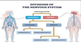 PERIPHERAL NERVOUS SYSTEM PRESENTATION.pptx