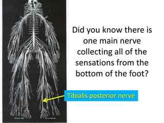 Did you know there is
one main nerve
collecting all of the
sensations from the
bottom of the foot?
Tibialis posterior nerve
 