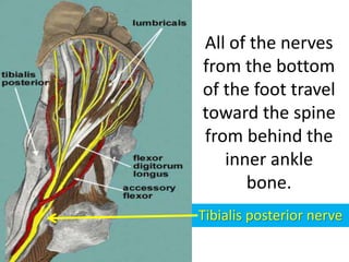 All of the nerves
from the bottom
of the foot travel
toward the spine
from behind the
inner ankle
bone.
Tibialis posterior...