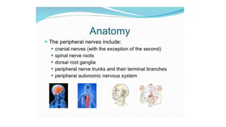 Peripheral neuropathy | PPTX