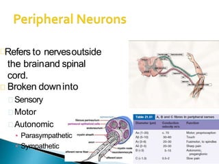 Refers to nervesoutside
the brainand spinal
cord.
Broken downinto
Sensory
Motor
Autonomic
▪ Parasympathetic
▪ Sympathetic
 