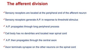 Peripheral NS including Autonomic Nervous system | PPTX