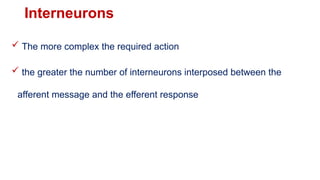 Interpose Numbers Peripheral NS including Autonomic Nervous system | PPTX