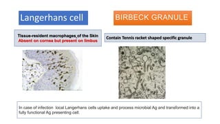 Langerhans cell BIRBECK GRANULE
Tissue-resident macrophages of the Skin
Absent on cornea but present on limbus
Contain Tennis racket shaped specific granule
In case of infection local Langerhans cells uptake and process microbial Ag and transformed into a
fully functional Ag presenting cell.
 