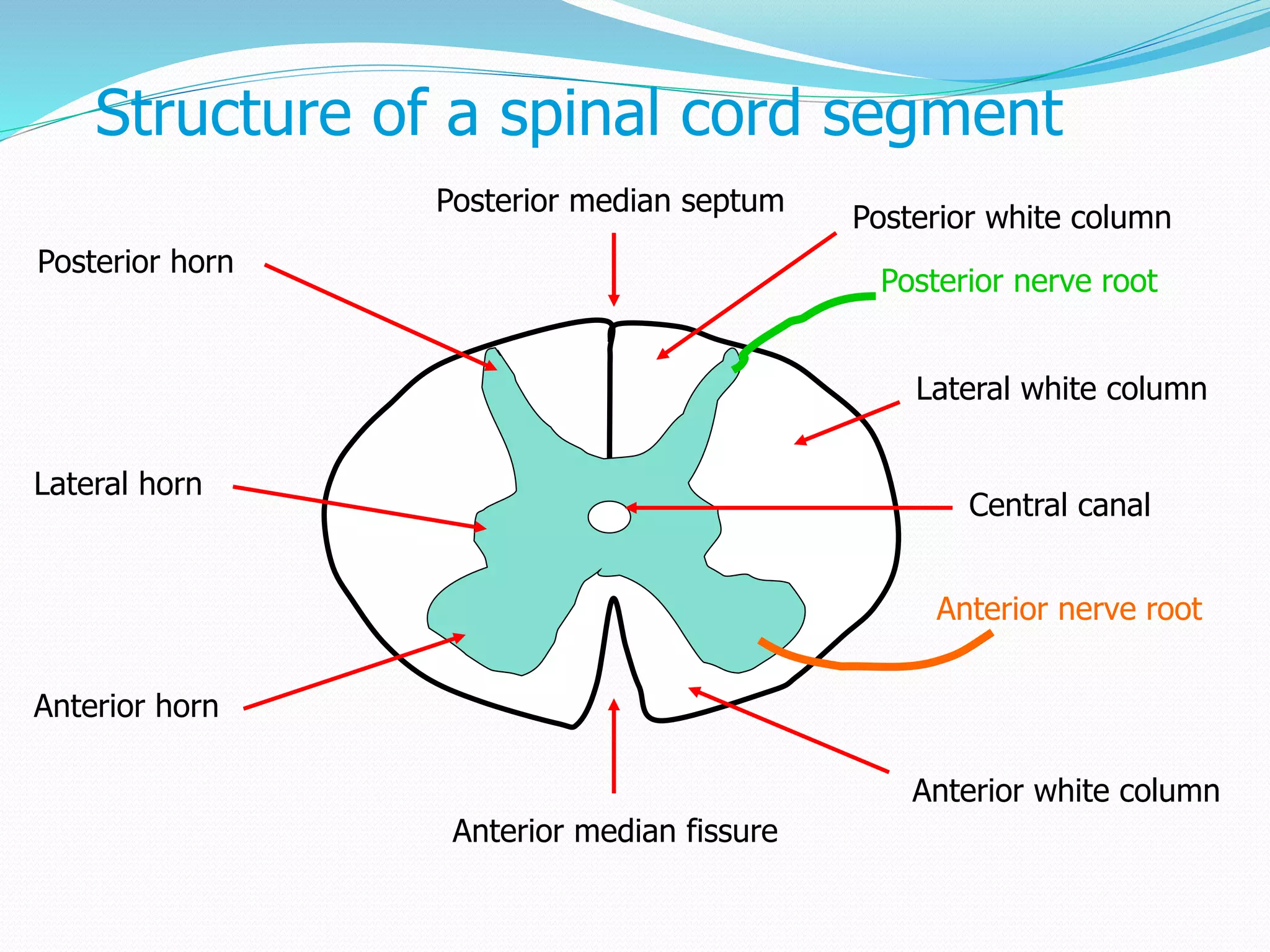 Parasympathetic ganglia of Head and Neck Biology Diagrams
