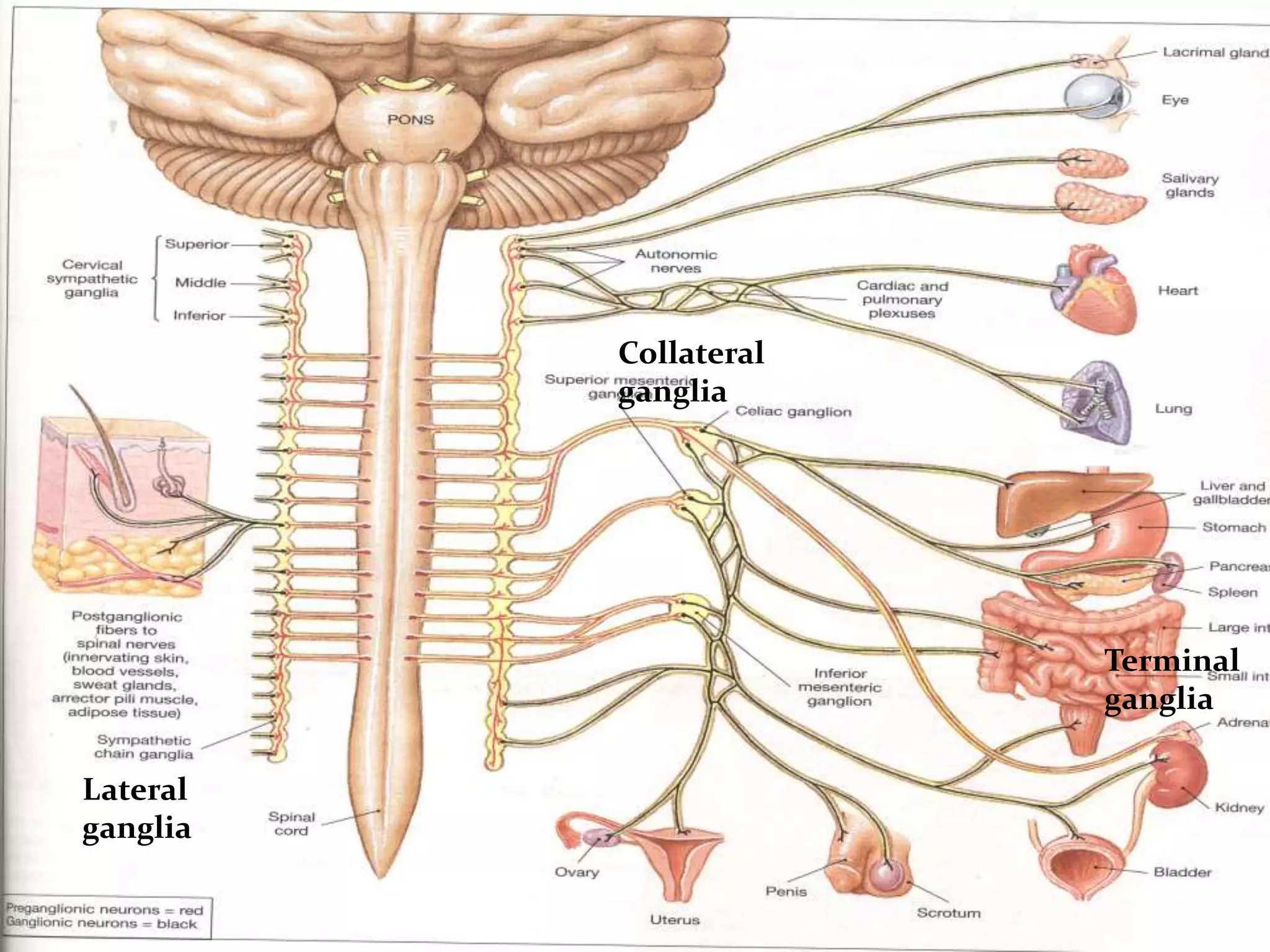 Parasympathetic Ganglia Of Head And Neck PPTX parasympathetic-ganglia-of-head-and-neck-pptx
