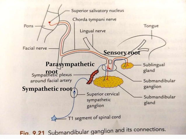 Parasympathetic ganglia of Head and Neck Biology Diagrams