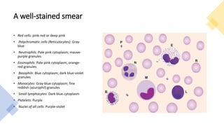 A well-stained smear
• Red cells: pink-red or deep pink
• Polychromatic cells (Reticulocytes): Gray-
blue
• Neutrophils: Pale pink cytoplasm; mauve-
purple granules
• Eosinophils: Pale-pink cytoplasm; orange-
red granules
• Basophils: Blue cytoplasm; dark blue-violet
granules
• Monocytes: Gray-blue cytoplasm; fine
reddish (azurophil) granules
• Small lymphocytes: Dark blue cytoplasm
• Platelets: Purple
• Nuclei of all cells: Purple-violet
 
