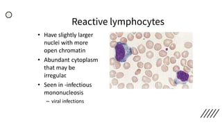 Reactive lymphocytes
• Have slightly larger
nuclei with more
open chromatin
• Abundant cytoplasm
that may be
irregular.
• Seen in -infectious
mononucleosis
– viral infections
 
