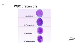 WBC precursors
 