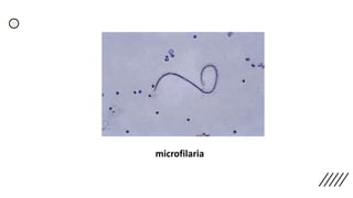 microfilaria
 
