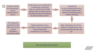 Fixation is done
by immersing in
a jar of
methanol for 5–
10 min
Fixed smears are transferred to
a staining jar containing
May–Grunwald stain freshly
diluted with an equal volume
of buffered water and allowed
to stain for about 15 min.
Transferred
to a jar containing Giemsa’s
stain freshly diluted with 9
volumes of buffered water
without washing
After staining for 10–15 min,
slides are transferred to a jar
containing buffered water, pH
6.8
Rapid washing in 3 to 4
changes of water, and allow to
stand undisturbed
in water for a 2–5 minutes
Air drying and
examined under
light microscope
using a
temporary
mounting media
May–Grunwald–Giemsa Stain
 