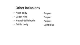 Other inclusions
• Auer body
• Cabot ring
• Howell-Jolly body
• Döhle body
Purple
Purple
Purple
Light blue
 