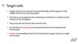 Target cells
• Target cells have an area of increased staining, which appears in the
middle of the area of central pallor
• Formed as a consequence of a redundant membrane in relation to the
volume of the cytoplasm.
• They may also be thinner than normal cells.
• In vivo they are bell-shaped as demonstrated on scanning electron
microscopy.
• Flatten on spreading to form the characteristic target cell seen on light
microscopy
 