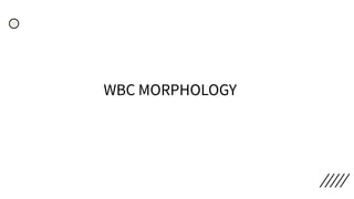 WBC MORPHOLOGY
 