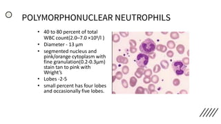 POLYMORPHONUCLEAR NEUTROPHILS
• 40 to 80 percent of total
WBC count(2.0–7.0 ×109/l )
• Diameter - 13 µm
• segmented nucleus and
pink/orange cytoplasm with
fine granulation(0.2-0.3µm)
stain tan to pink with
Wright’s
• Lobes -2-5
• small percent has four lobes
and occasionally five lobes.
 