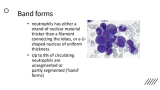 Band forms
• neutrophils has either a
strand of nuclear material
thicker than a filament
connecting the lobes, or a U-
shaped nucleus of uniform
thickness.
• Up to 8% of circulating
neutrophils are
unsegmented or
partly segmented (‘band’
forms)
 