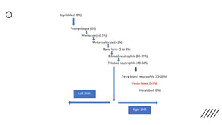 Myeloblast (0%)
Promyelocyte (0%)
Myelocyte (<0.5%)
Metamyelocyte (<1%)
Band form (5 to 8%)
Bilobed neutrophils (30-35%)
Trilobed neutrophils (40-50%)
Tetra lobed neutrophils (15-20%)
Penta lobed (<3%)
Hexalobed (0%)
Left Shift
Right Shift
 