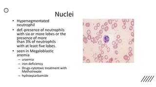 Nuclei
• Hypersegmentated
neutrophil
• def.-presence of neutrophils
with six or more lobes or the
presence of more
than 3% of neutrophils
with at least five lobes.
• seen in Megaloblastic
anemia
– uraemia
– iron deficiency.
– Drugs-cytotoxic treatment with
Methotrexate
– hydroxycarbamide
 