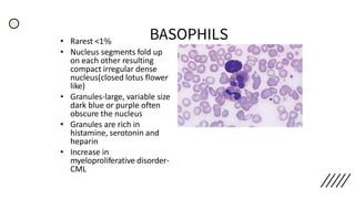 BASOPHILS• Rarest <1%
• Nucleus segments fold up
on each other resulting
compact irregular dense
nucleus(closed lotus flower
like)
• Granules-large, variable size
dark blue or purple often
obscure the nucleus
• Granules are rich in
histamine, serotonin and
heparin
• Increase in
myeloproliferative disorder-
CML
 