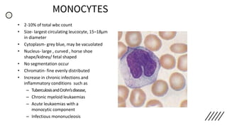 MONOCYTES
• 2-10% of total wbc count
• Size- largest circulating leucocyte, 15–18µm
in diameter
• Cytoplasm- grey blue, may be vacuolated
• Nucleus- large , curved , horse shoe
shape/kidney/ fetal shaped
• No segmentation occur
• Chromatin- fine evenly distributed
• Increase in chronic infections and
inflammatory conditions such as
– TuberculosisandCrohn’sdisease,
– Chronic myeloid leukaemias
– Acute leukaemias with a
monocytic component
– Infectious mononucleosis
 