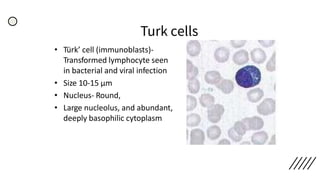 Turk cells
• Türk’ cell (immunoblasts)-
Transformed lymphocyte seen
in bacterial and viral infection
• Size 10-15 µm
• Nucleus- Round,
• Large nucleolus, and abundant,
deeply basophilic cytoplasm
 
