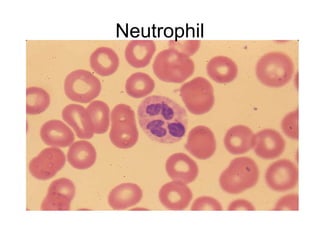 Neutrophil
 