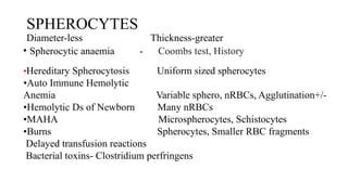 SPHEROCYTES
Diameter-less Thickness-greater
• Spherocytic anaemia - Coombs test, History
•Hereditary Spherocytosis Uniform sized spherocytes
•Auto Immune Hemolytic
Anemia Variable sphero, nRBCs, Agglutination+/-
•Hemolytic Ds of Newborn Many nRBCs
•MAHA Microspherocytes, Schistocytes
•Burns Spherocytes, Smaller RBC fragments
Delayed transfusion reactions
Bacterial toxins- Clostridium perfringens
 