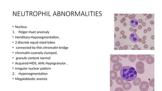 NEUTROPHIL ABNORMALITIES
• Nucleus
1. Pelger-Huet anomaly
• Heriditary-Hyposegmentation,
• 2 discrete equal sized lobes
• connected by thin chromatin bridge
• chromatin coarsely clumped,
• granule content normal
• Acquired-MDS, AML-Hypogranular ,
• irregular nuclear pattern
2. Hypersegmentation
• Megaloblastic anemia
 