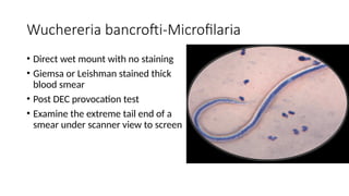Wuchereria bancrofti-Microfilaria
• Direct wet mount with no staining
• Giemsa or Leishman stained thick
blood smear
• Post DEC provocation test
• Examine the extreme tail end of a
smear under scanner view to screen
 