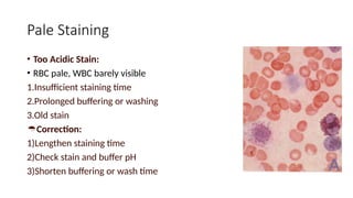 Pale Staining
• Too Acidic Stain:
• RBC pale, WBC barely visible
1.Insufficient staining time
2.Prolonged buffering or washing
3.Old stain
Correction:
1)Lengthen staining time
2)Check stain and buffer pH
3)Shorten buffering or wash time
 