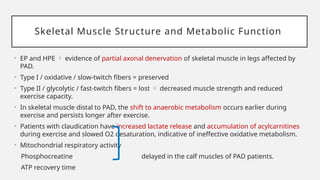 Skeletal Muscle Structure and Metabolic Function
• EP and HPE  evidence of partial axonal denervation of skeletal muscle in legs affected by
PAD.
• Type I / oxidative / slow-twitch fibers = preserved
• Type II / glycolytic / fast-twitch fibers = lost  decreased muscle strength and reduced
exercise capacity.
• In skeletal muscle distal to PAD, the shift to anaerobic metabolism occurs earlier during
exercise and persists longer after exercise.
• Patients with claudication have increased lactate release and accumulation of acylcarnitines
during exercise and slowed O2 desaturation, indicative of ineffective oxidative metabolism.
• Mitochondrial respiratory activity
Phosphocreatine delayed in the calf muscles of PAD patients.
ATP recovery time
 