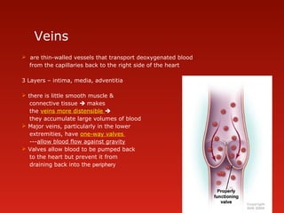 Veins
 are thin-walled vessels that transport deoxygenated blood
from the capillaries back to the right side of the heart
3 Layers – intima, media, adventitia
 there is little smooth muscle &
connective tissue  makes
the veins more distensible 
they accumulate large volumes of blood
 Major veins, particularly in the lower
extremities, have one-way valves
---allow blood flow against gravity
 Valves allow blood to be pumped back
to the heart but prevent it from
draining back into the periphery
 