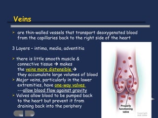 Veins are thin-walled vessels that transport deoxygenated blood from the capillaries back to the right side of the heart 3 Layers – intima, media, adventitia there is little smooth muscle &  connective tissue    makes the  veins more distensible     they accumulate large volumes of blood Major veins, particularly in the lower  extremities, have  one-way valves  --- allow blood flow against gravity Valves allow blood to be pumped back  to the heart but prevent it from  draining back into the  periphery 