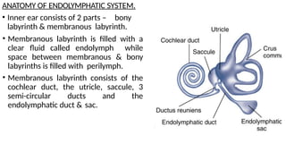 Endolymph Labyrinth Comprehensive Overview of Peripheral Vestibular Disorders and Meniere’s ...
