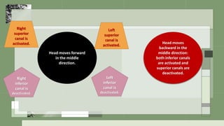 Head moves forward
in the middle
direction.
Left
superior
canal is
activated.
Right
superior
canal is
activated.
Right
inferior
canal is
deactivated.
Left
inferior
canal is
deactivated.
Head moves
backward in the
middle direction:
both inferior canals
are activated and
superior canals are
deactivated.
 