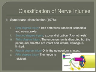 Nerve Injuries Classification Sunderland Classification Of Nerve Injury – JSRPJ