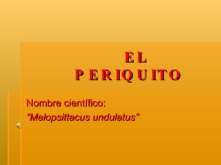 EL   PERIQUITO Nombre científico:  “ Melopsittacus undulatus” 
