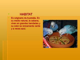 HABITAT Es originario de Australia. En su medio natural, la sabana, viven en grandes bandadas y su color es únicamente verde y a veces azul. 