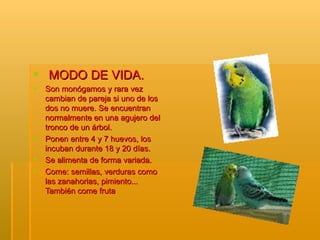 MODO DE VIDA. Son monógamos y rara vez cambian de pareja si uno de los dos no muere. Se encuentran normalmente en una agujero del tronco de un árbol.  Ponen entre 4 y 7 huevos, los incuban durante 18 y 20 días. Se alimenta de forma variada. Come: semillas, verduras como las zanahorias, pimiento... También come fruta 